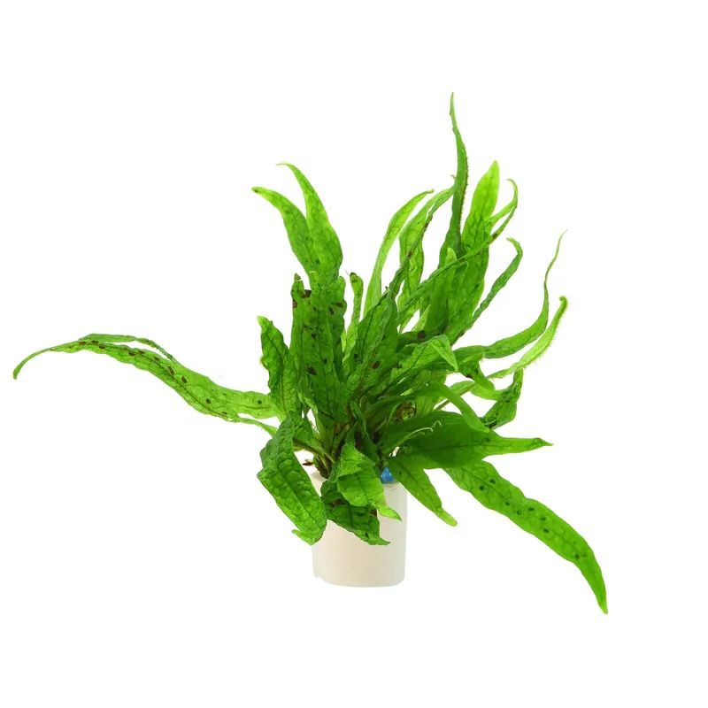 Microsorum pteropus 'Green Gnome' Schwierigkeit Expressversand