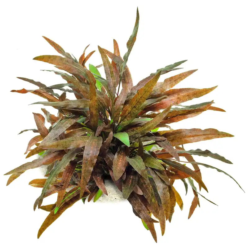 Neu Im Sortiment Cryptocoryne wendtii "Affinis Rot" Schwierigkeit