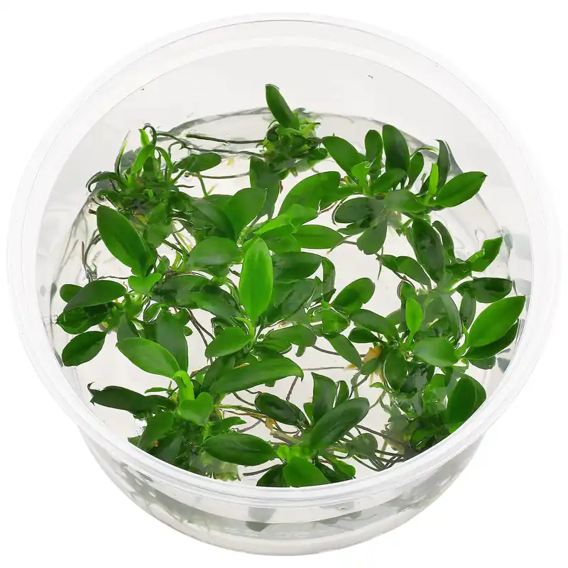 Neu Im Sortiment Anubias barteri var. nana 'Petite' Schwierigkeit