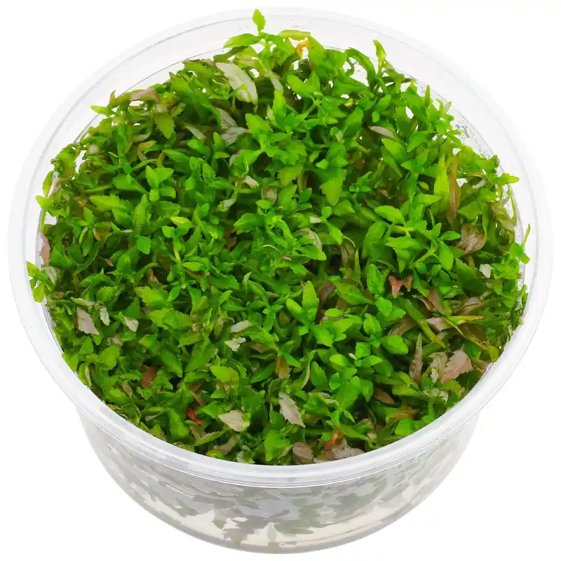 Bestpreis Pogostemon stellatus "Broad Leaf" Schwierigkeit