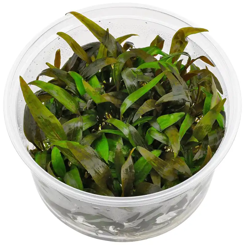 Rabatt Cryptocoryne wendtii 'Tropica' Schwierigkeit