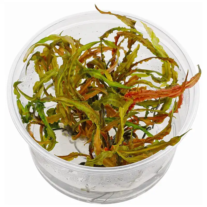 Cryptocoryne crispatula var. balansae Schwierigkeit Nur Heute