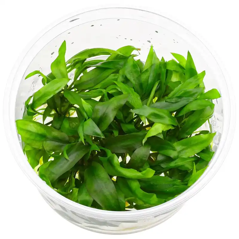 Cryptocoryne palawanensis ("pygmaea") Schwierigkeit Schnäppchen