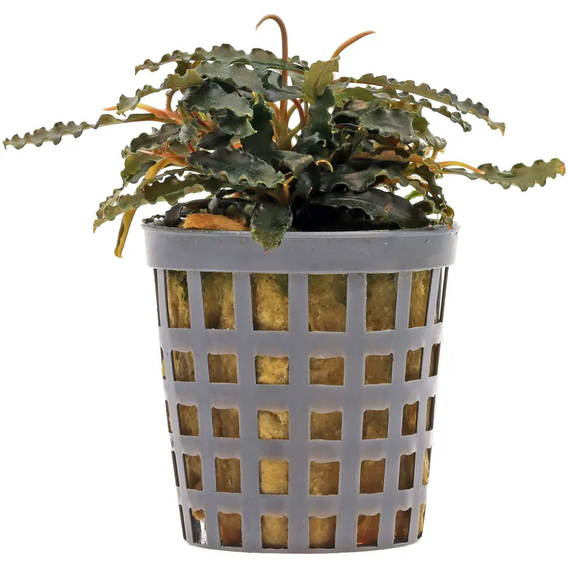 Bucephalandra sp. "Biblis" Schwierigkeit Neue Ware