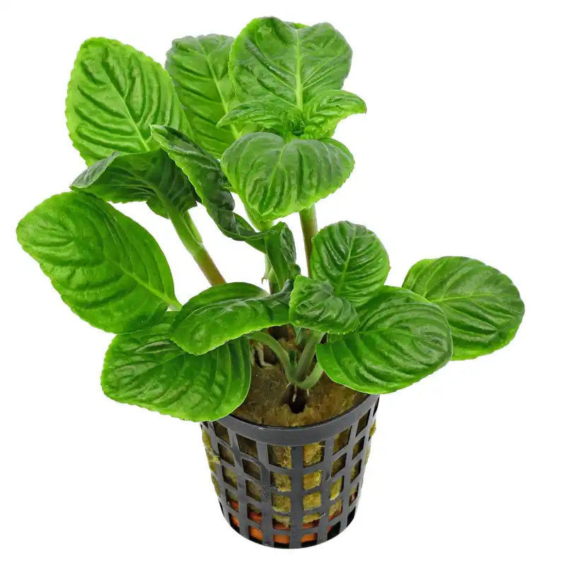 Limnophila rugosa Schwierigkeit Rabatt