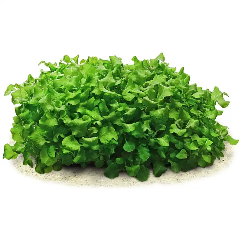 Neue Ware Lobelia cardinalis 'Wavy' Schwierigkeit