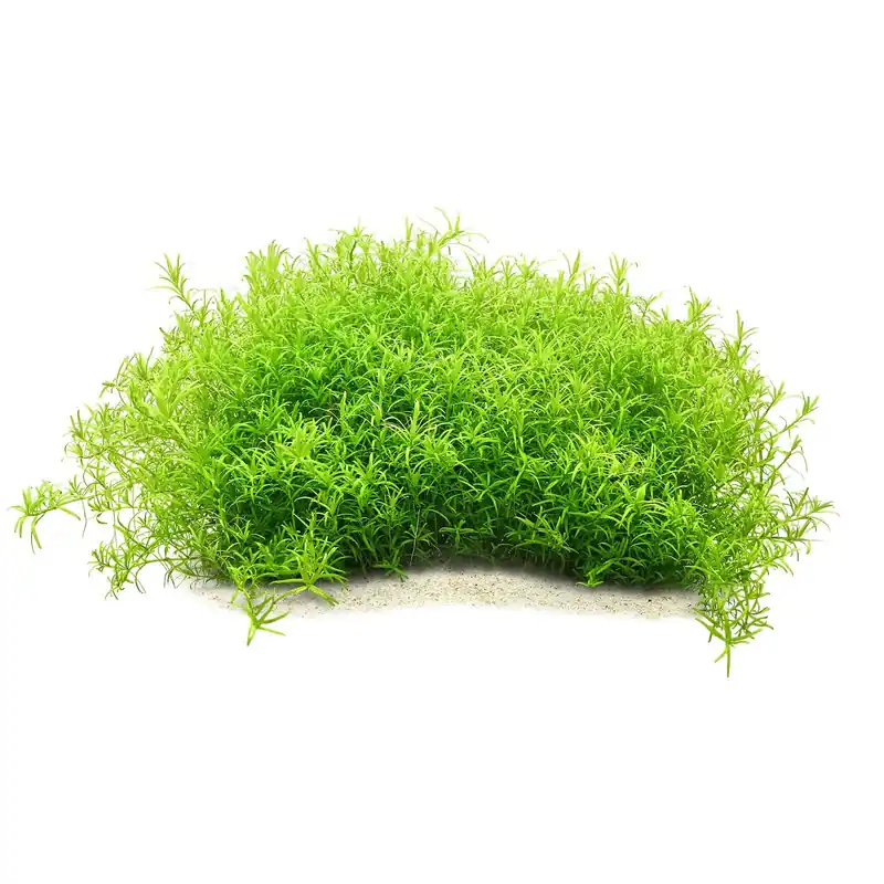 Rotala sp. "Wayanad" Schwierigkeit Jetzt Bestellen
