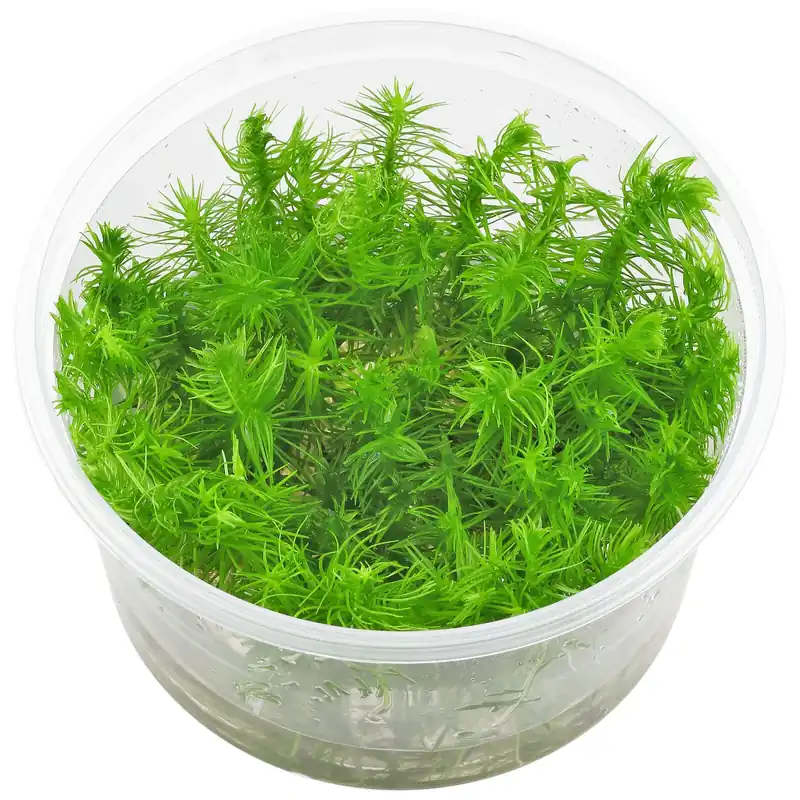Pogostemon cf. deccanensis Schwierigkeit Echt