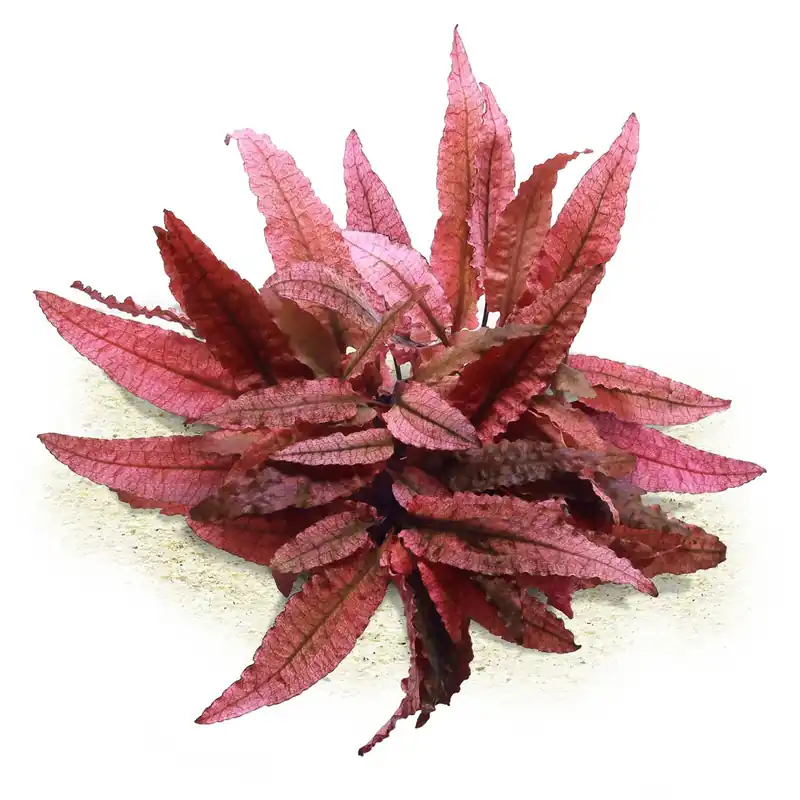 Versand Am Gleichen Tag Cryptocoryne wendtii 'Flamingo' ('Pink Panther') Schwierigkeit