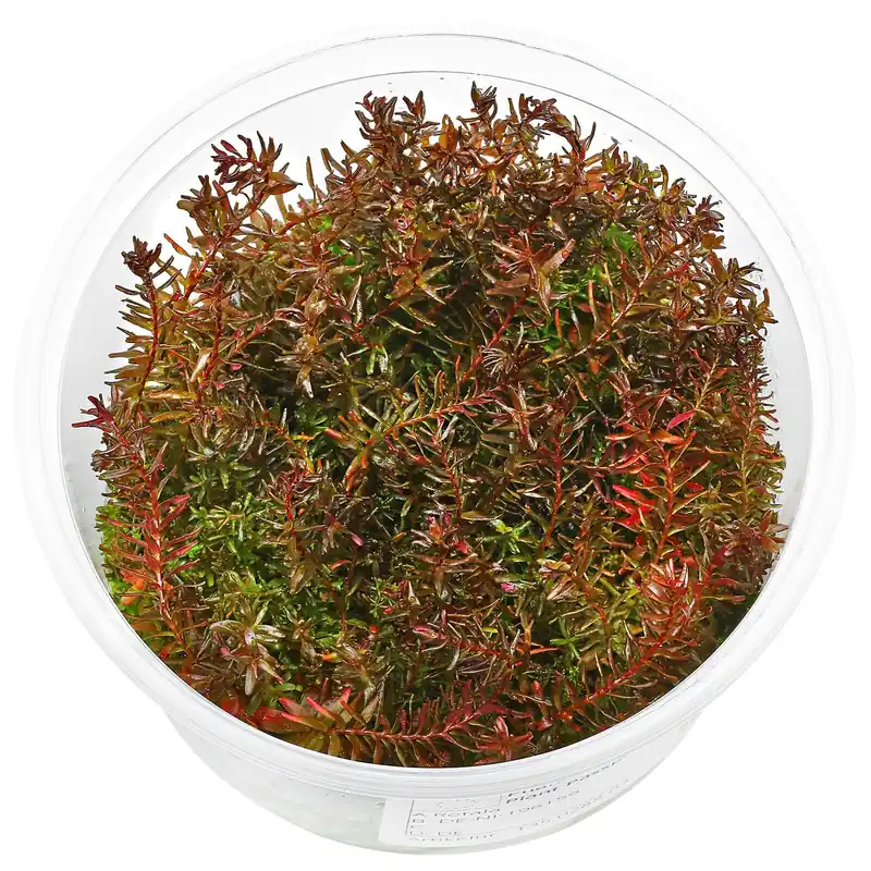 Abverkauf Rotala macrandra 'Butterfly' Schwierigkeit