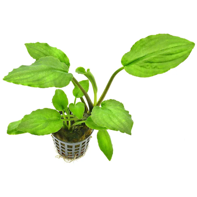 Lagenandra meeboldii 'Green' Schwierigkeit Preiswert