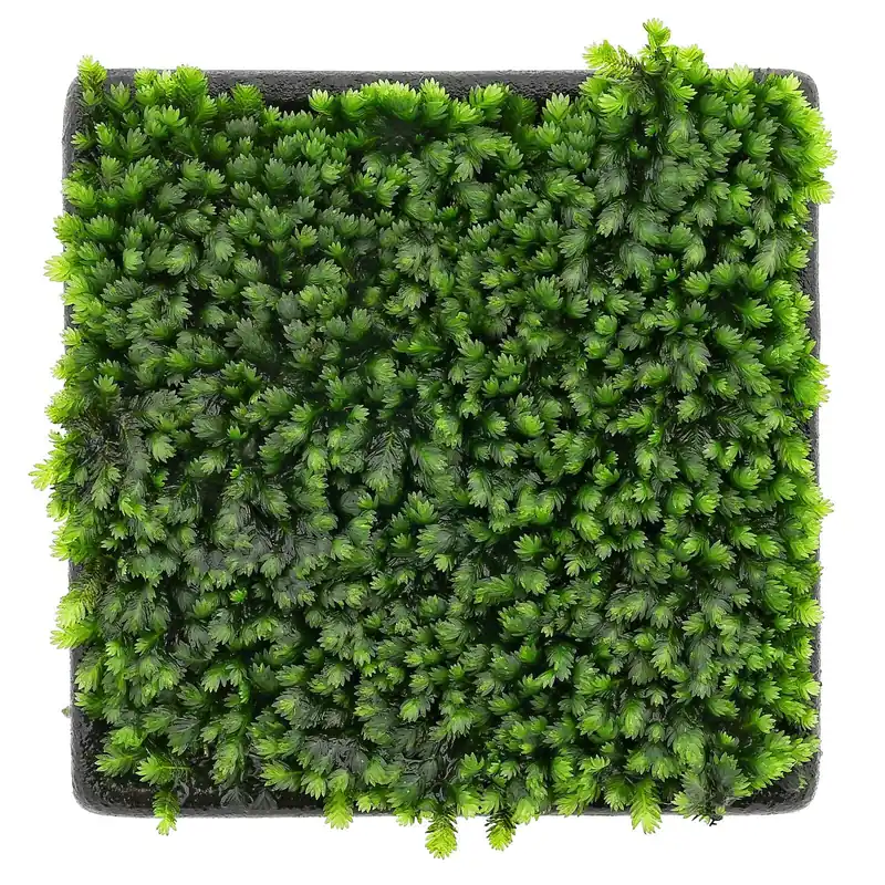 Fissidens sp. "Vietnam" Schwierigkeit Meistverkauft
