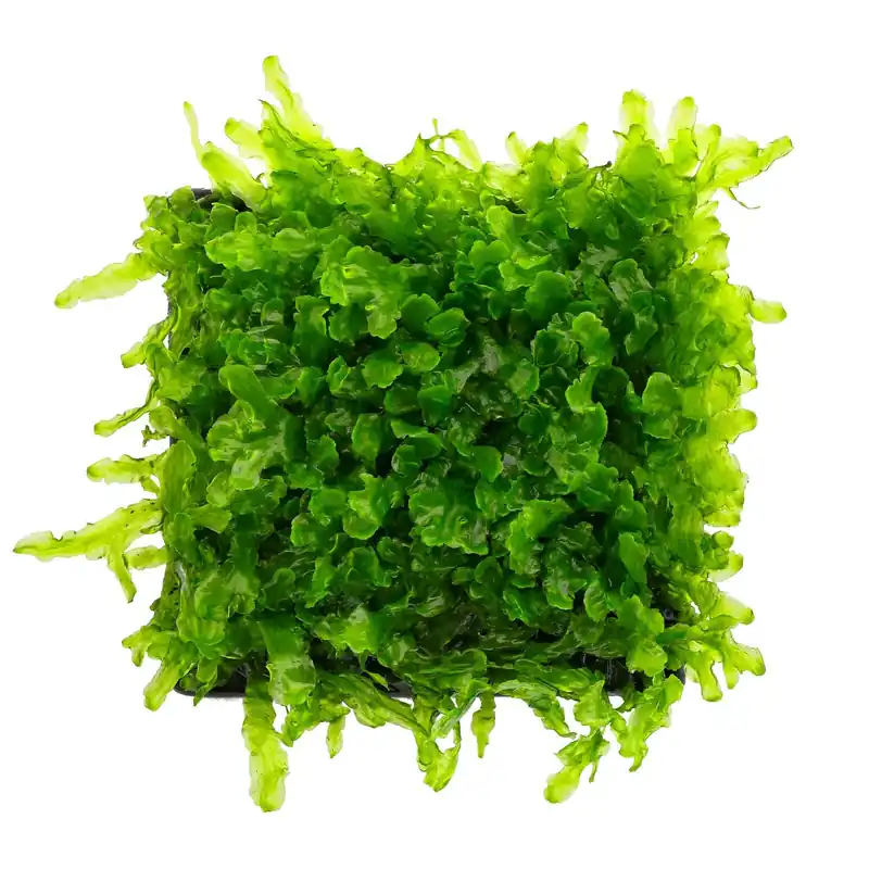 Rabatt Pellia endiviifolia Schwierigkeit
