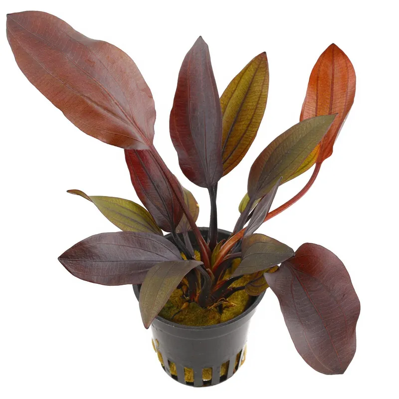 Echinodorus 'Aflame' Schwierigkeit Neue Kollektion