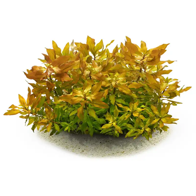 Ludwigia polycarpa Schwierigkeit Jetzt Bestellen