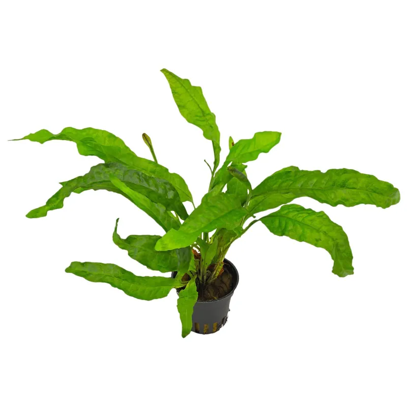 Microsorum pteropus "Latifolius" Schwierigkeit Bestseller