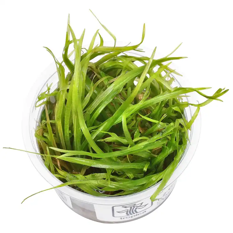Top-Preis Blyxa japonica Schwierigkeit