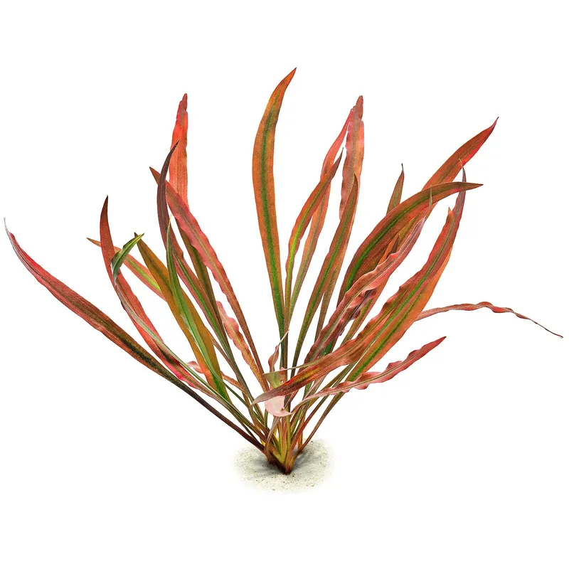 Online Kaufen Cryptocoryne spiralis 'Red' Schwierigkeit
