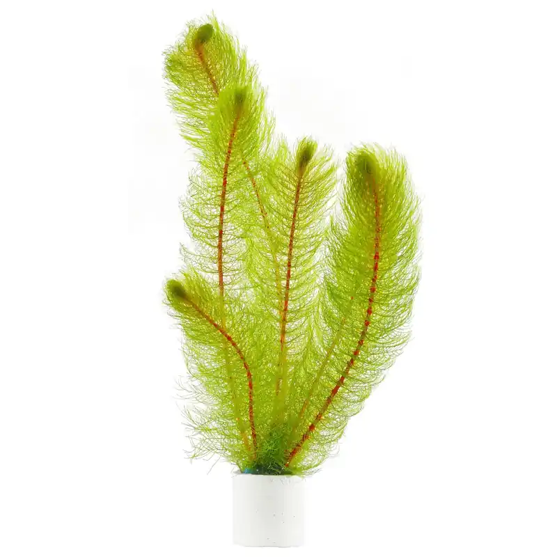 Sichere Zahlung Myriophyllum pinnatum Schwierigkeit