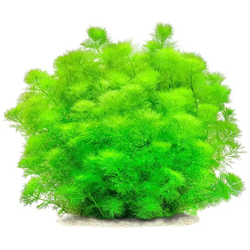Jetzt Bestellen Limnophila wilsonii Schwierigkeit