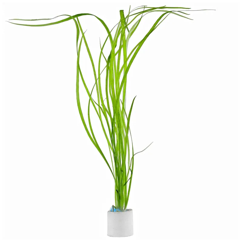 Helanthium bolivianum 'Angustifolius' Schwierigkeit Expressversand