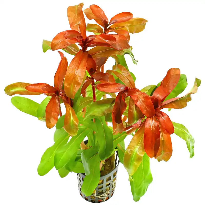 Ammannia gracilis Schwierigkeit Preisknaller