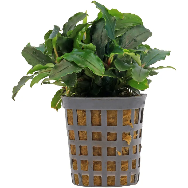 Bucephalandra sp. "Theia Green" Schwierigkeit Schneller Versand