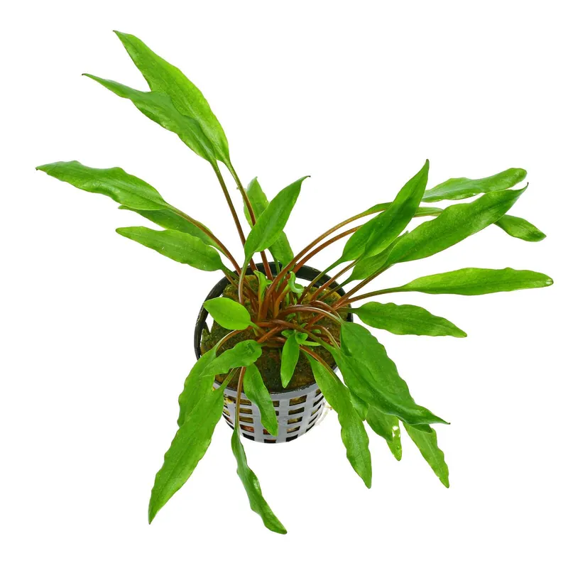 Cryptocoryne undulata 'Green' Schwierigkeit Neu