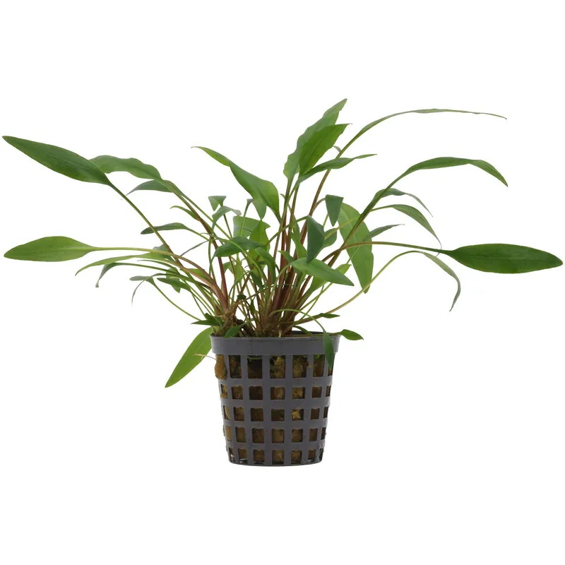 Beliebt Cryptocoryne undulata 'Green' Schwierigkeit