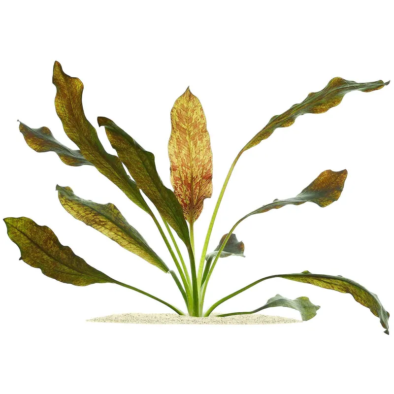 Echinodorus 'Rainers Kitty' Schwierigkeit Finale Aktion