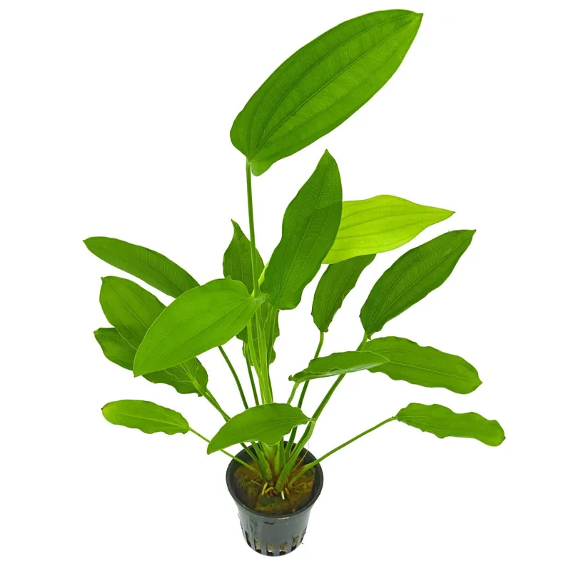 Top-Seller Echinodorus 'Tricolor' Schwierigkeit