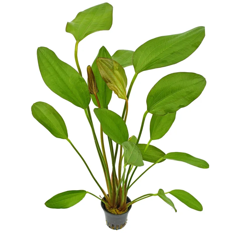 Echinodorus 'Red Chili' Schwierigkeit Neue Ware