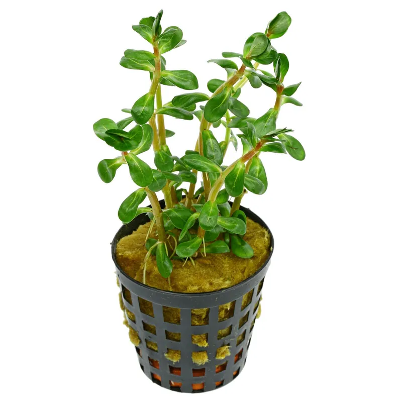Bestpreis Rotala indica Schwierigkeit