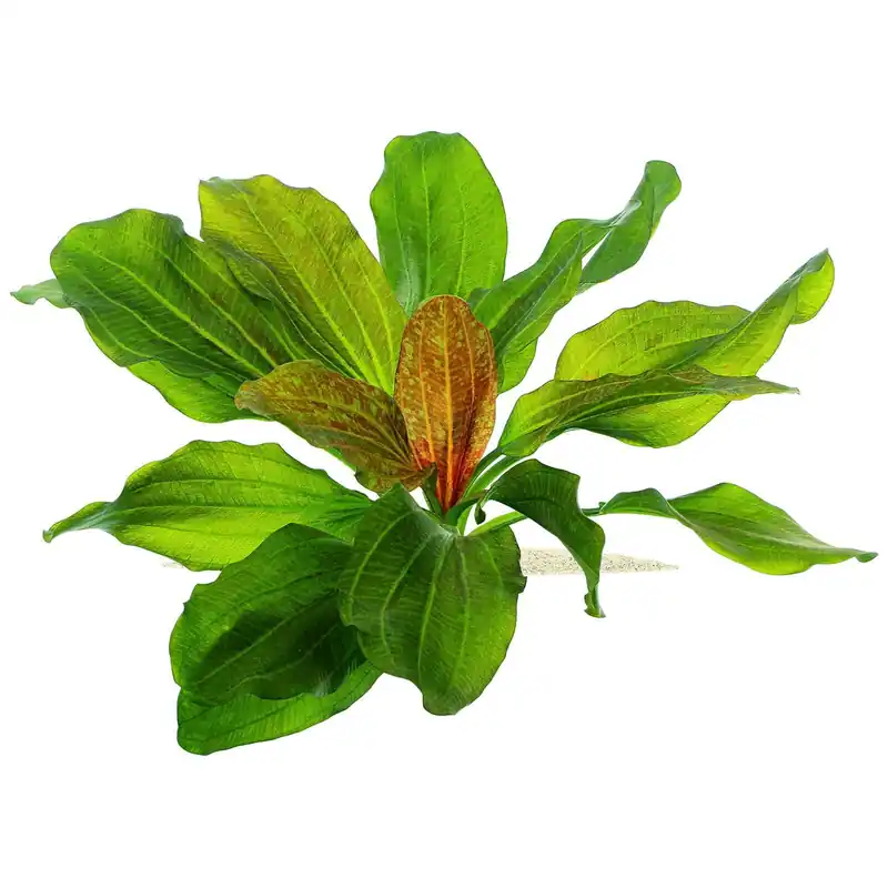Top-Preis Echinodorus 'Hadi Red Pearl' Schwierigkeit