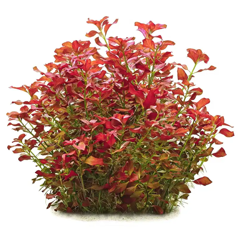 Bestseller Ludwigia repens Schwierigkeit