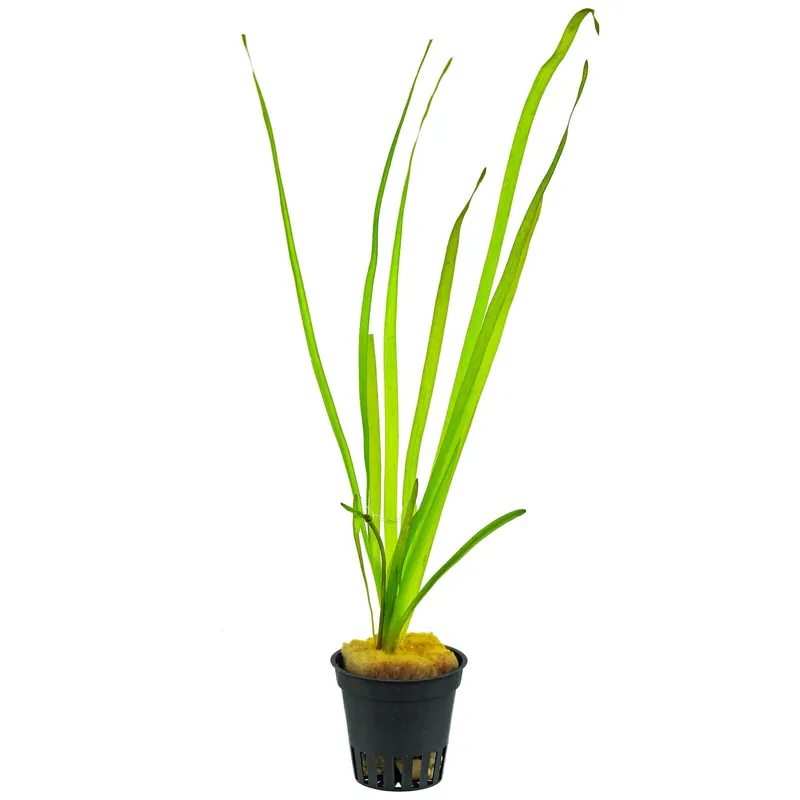 Vallisneria spiralis Schwierigkeit Must-Have