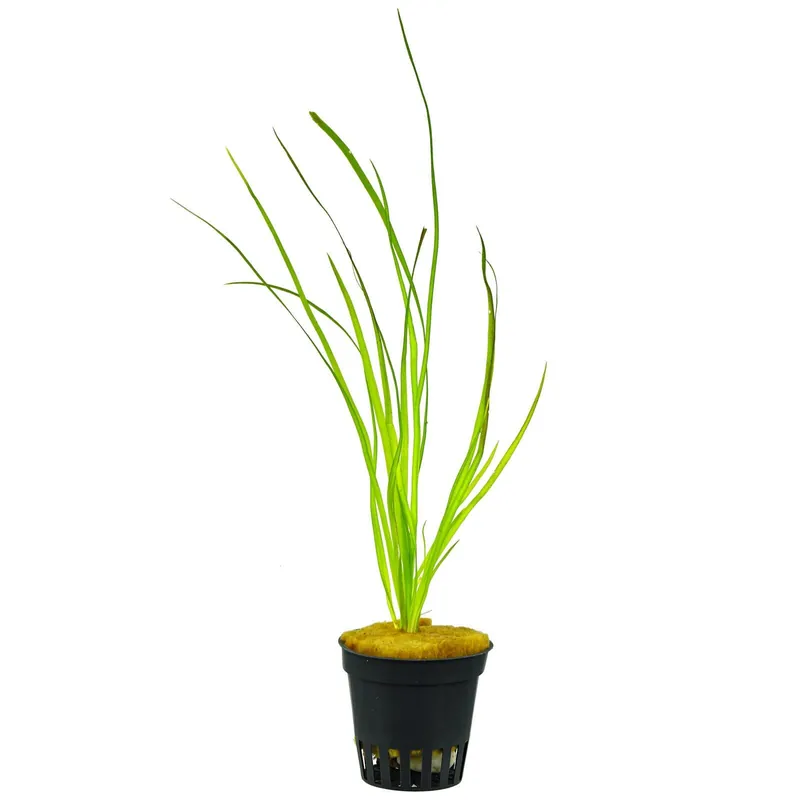Sonderangebot Vallisneria sp. "Rubra" Schwierigkeit