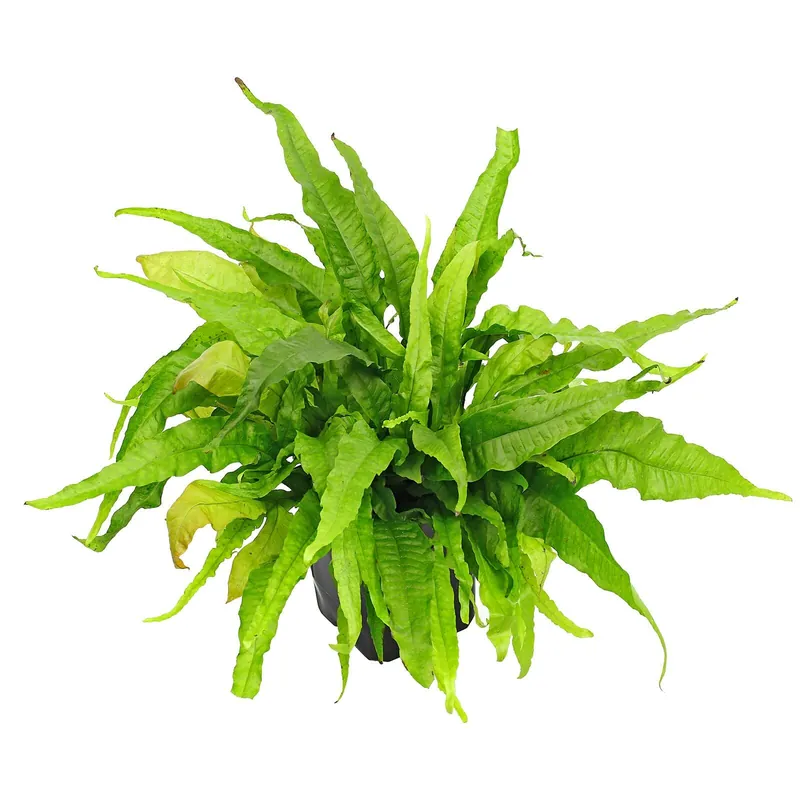 Microsorum pteropus 'Greens' Schwierigkeit Versand Am Gleichen Tag