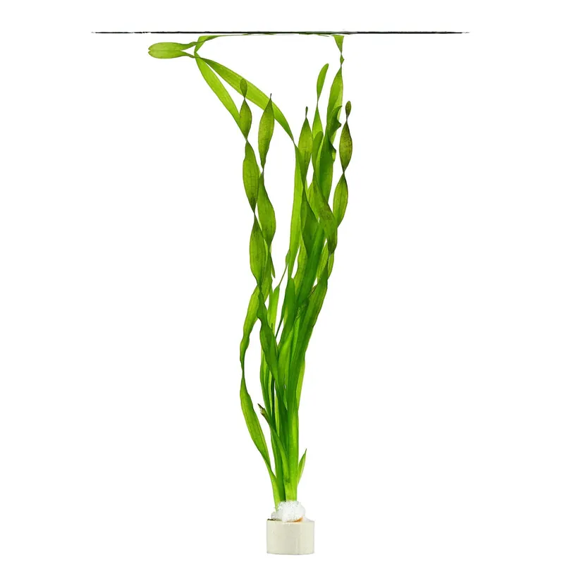 Preis Gesenkt Vallisneria sp. "asiatica" Schwierigkeit
