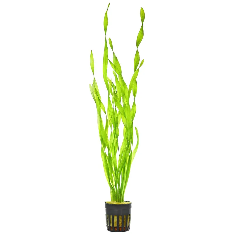 Sonderaktion Vallisneria sp. "asiatica" Schwierigkeit