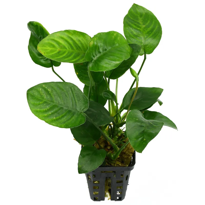 Nur Für Kurze Zeit Anubias barteri var. nana 'Large' Schwierigkeit