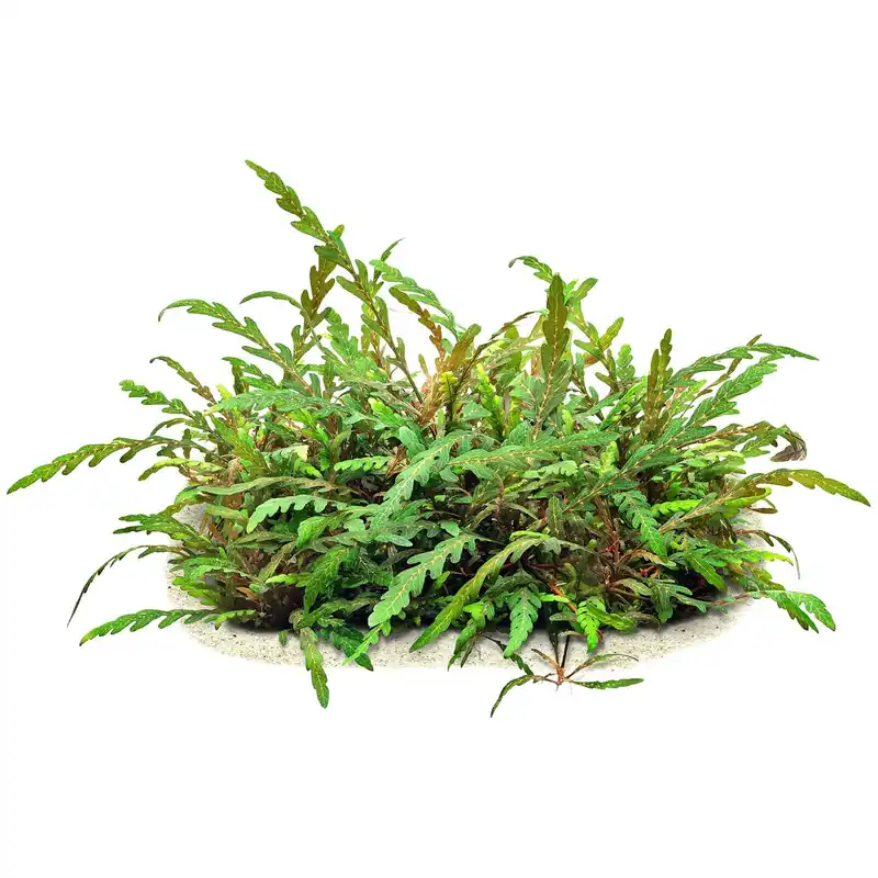 Hygrophila pinnatifida "Uttara Kannada" Schwierigkeit Schneller Versand