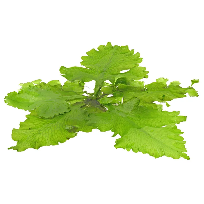 Markenprodukt Ceratopteris pteridoides Schwierigkeit