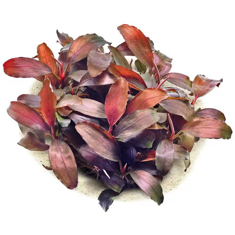 Top-Angebot Bucephalandra sp. "Bronze Tricolor" Schwierigkeit