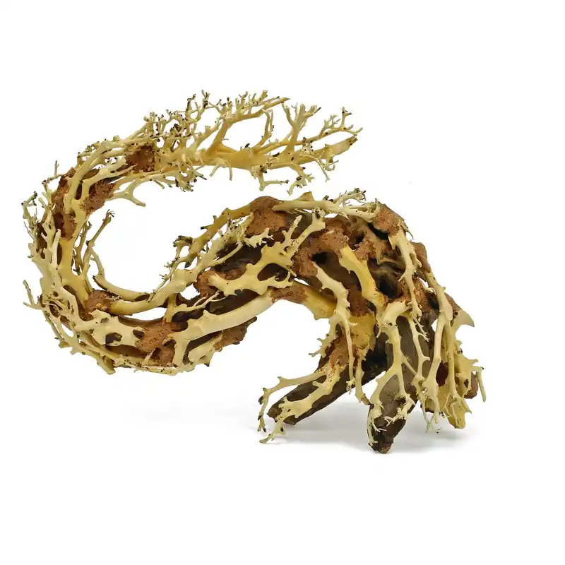 Drachen-Bonsai S Mega-Angebot