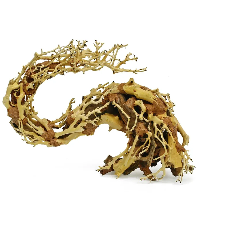 Drachen-Bonsai S Wochenendangebot
