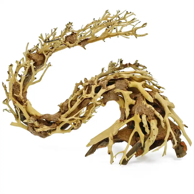 Drachen-Bonsai S Direkt Vom Hersteller