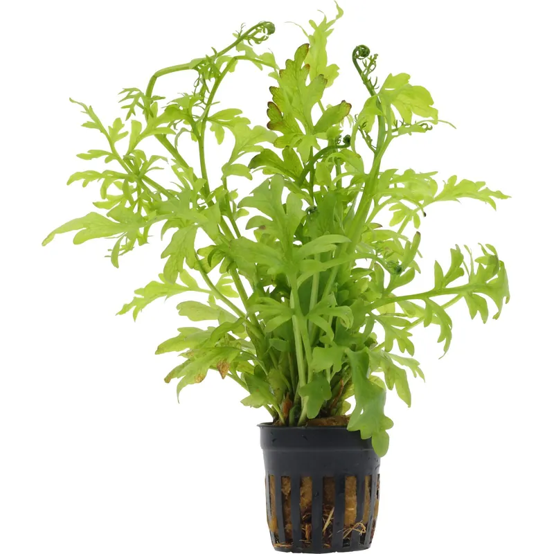 Top-Preis Ceratopteris cornuta Schwierigkeit