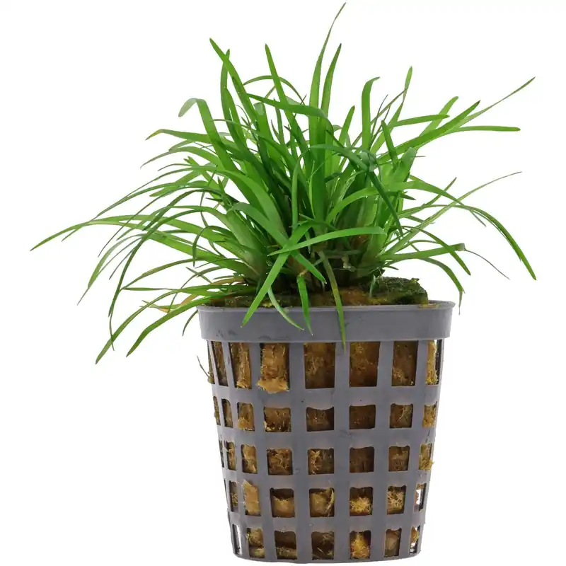 Eriocaulon sp. "Vietnam" Schwierigkeit Zertifiziert