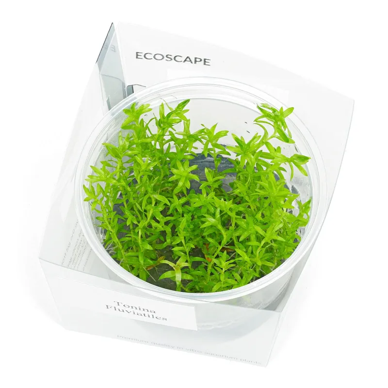 Tonina fluviatilis Schwierigkeit Top-Angebot